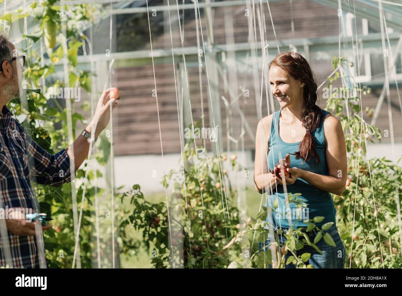 Reifer Gärtner zeigt Tomaten an Mitarbeiter im Gewächshaus Stockfoto