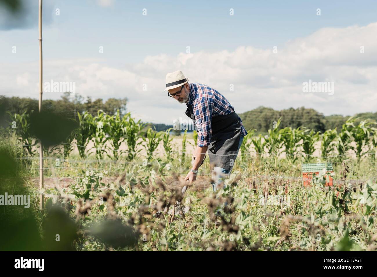 Reifer Gärtner beim Graben mit Schaufel auf dem Bauernhof Stockfoto