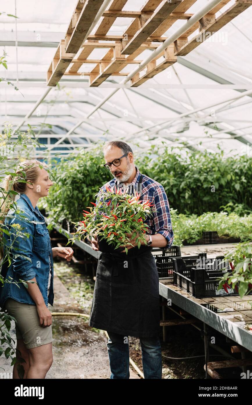 Gärtner, die Chilischoten untersuchen, die auf Topfpflanzen im Gewächshaus wachsen Stockfoto