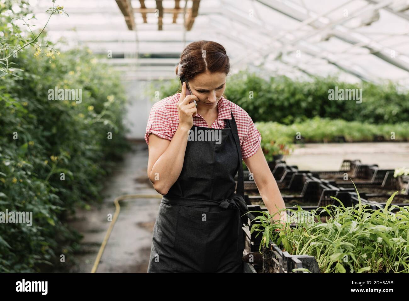 Gärtnerin, die während der Arbeit im Gewächshaus mit dem Handy spricht Stockfoto
