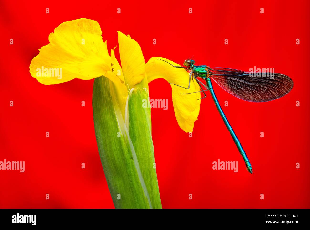 Schöne damoiselle damseifly vor einem bunten Hintergrund Stockfoto