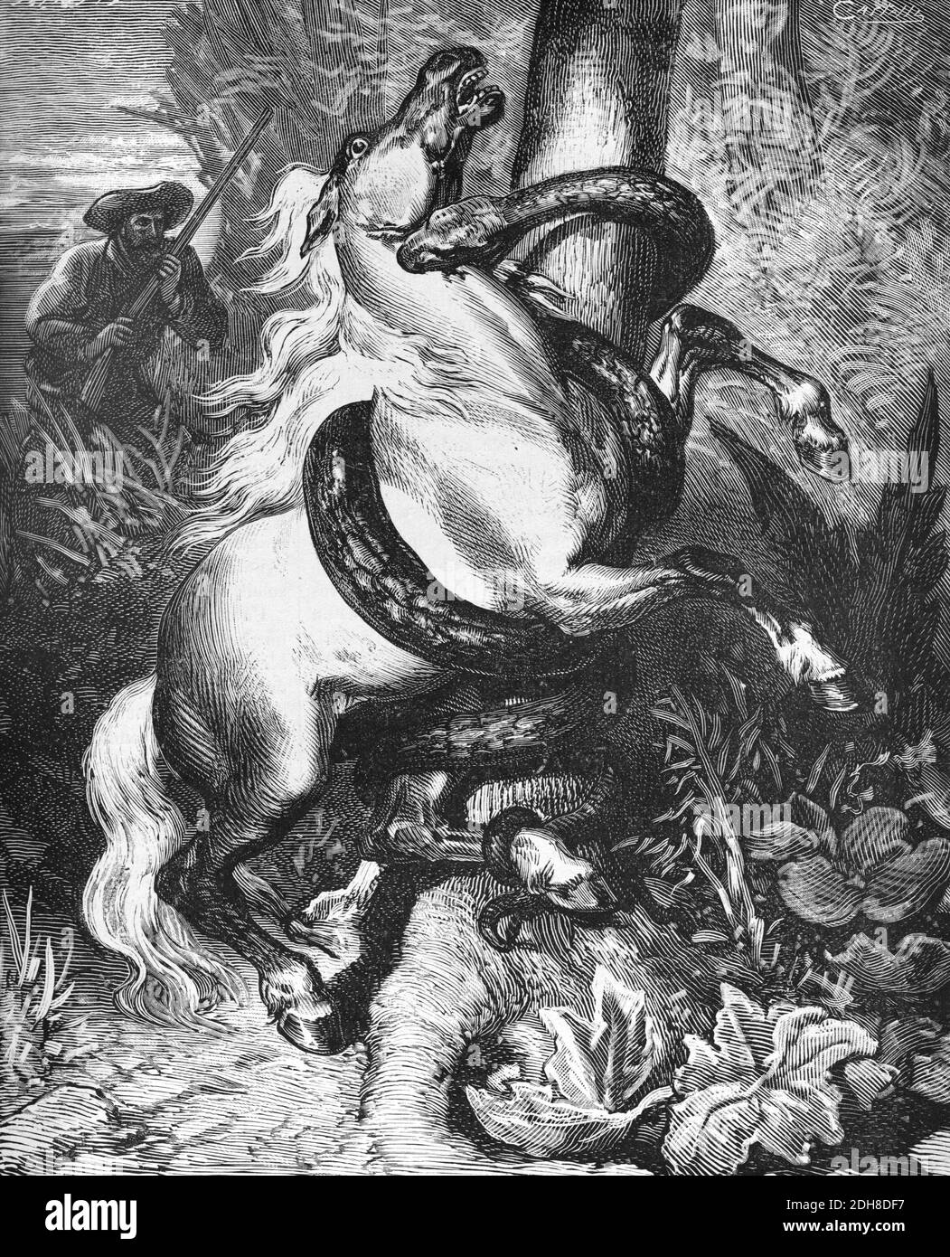 Pferd von Riesenschlange oder Schlange auf Pampas angegriffen Südamerika (Engr. 1880 Castelli) Stockfoto