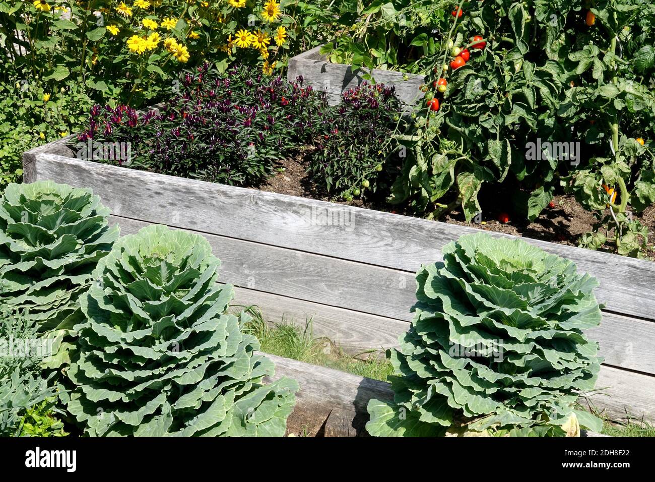 Hochbeetgemüse, Gemüsegarten Gemüsegarten Gemüsegarten Gemüsegarten Pflanzen Gemüse Stockfoto