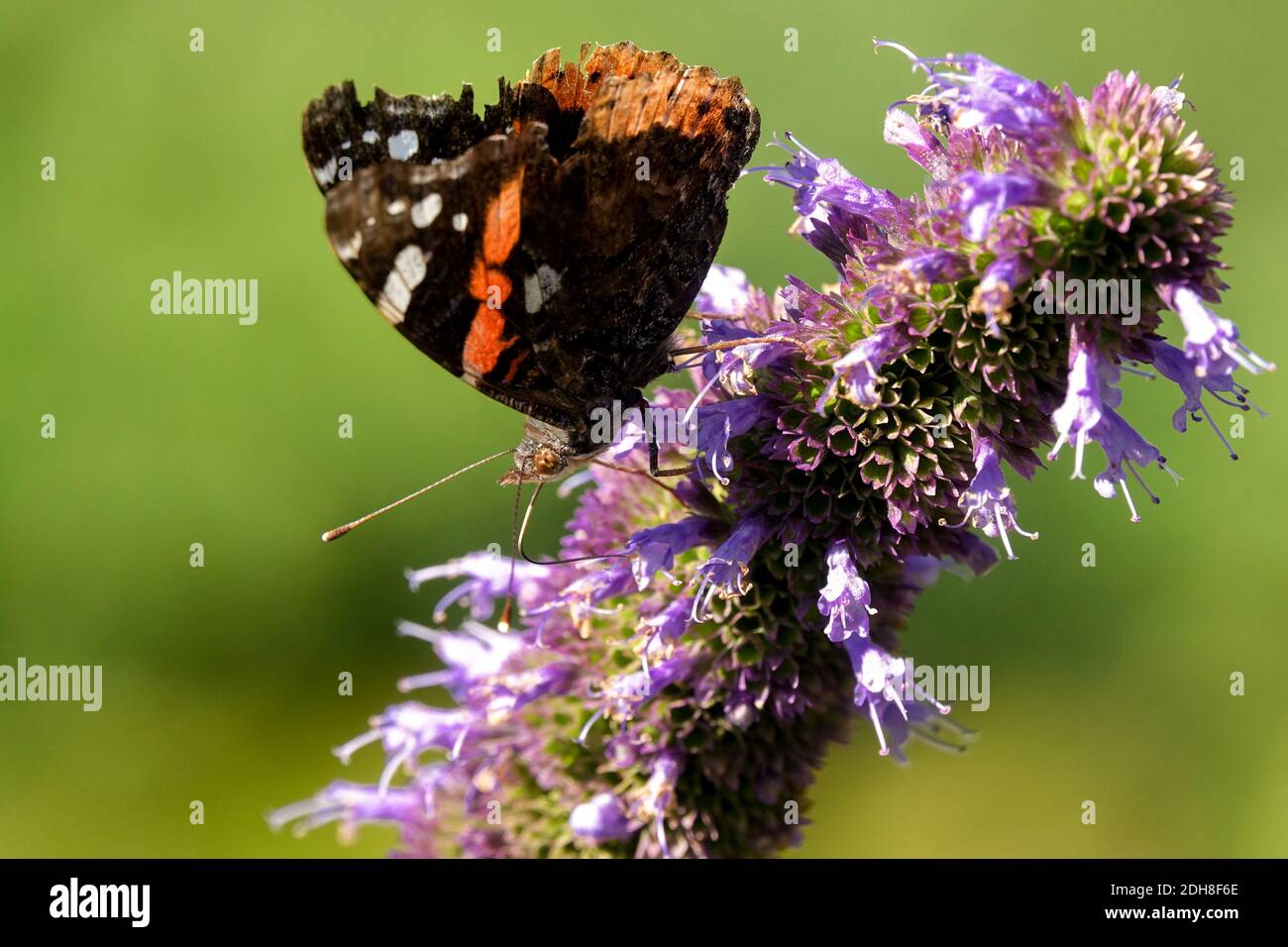 Roter Admiral Schmetterling auf Blume Agastache Stockfoto