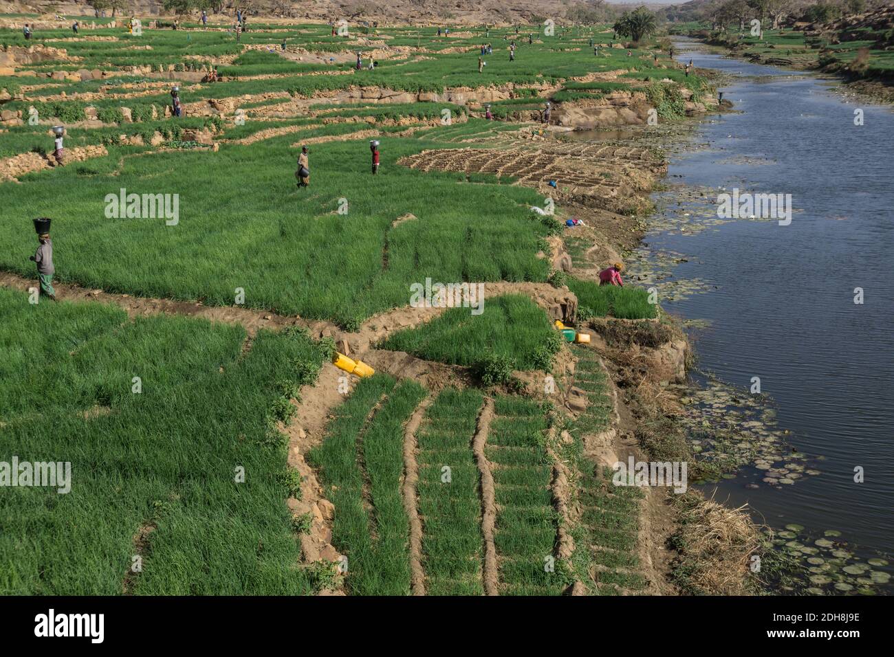 Zwiebelfarmen in der Nähe Bandiagara Böschung, Dogon Land, Mali Stockfoto