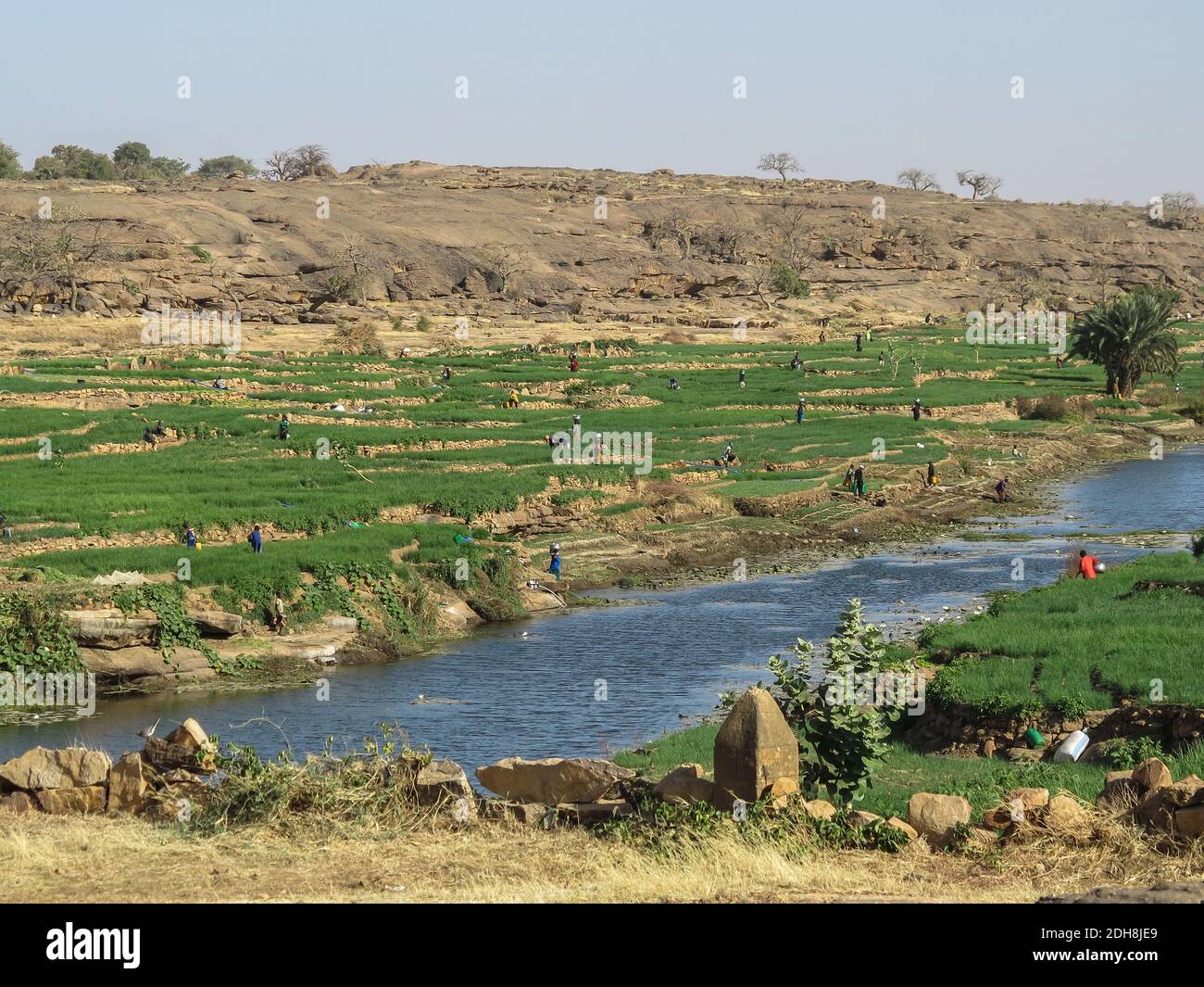 Menschen, die auf Feldern in der Nähe von Sangha Dorf, Dogon Land, Mali, Westafrika Stockfoto