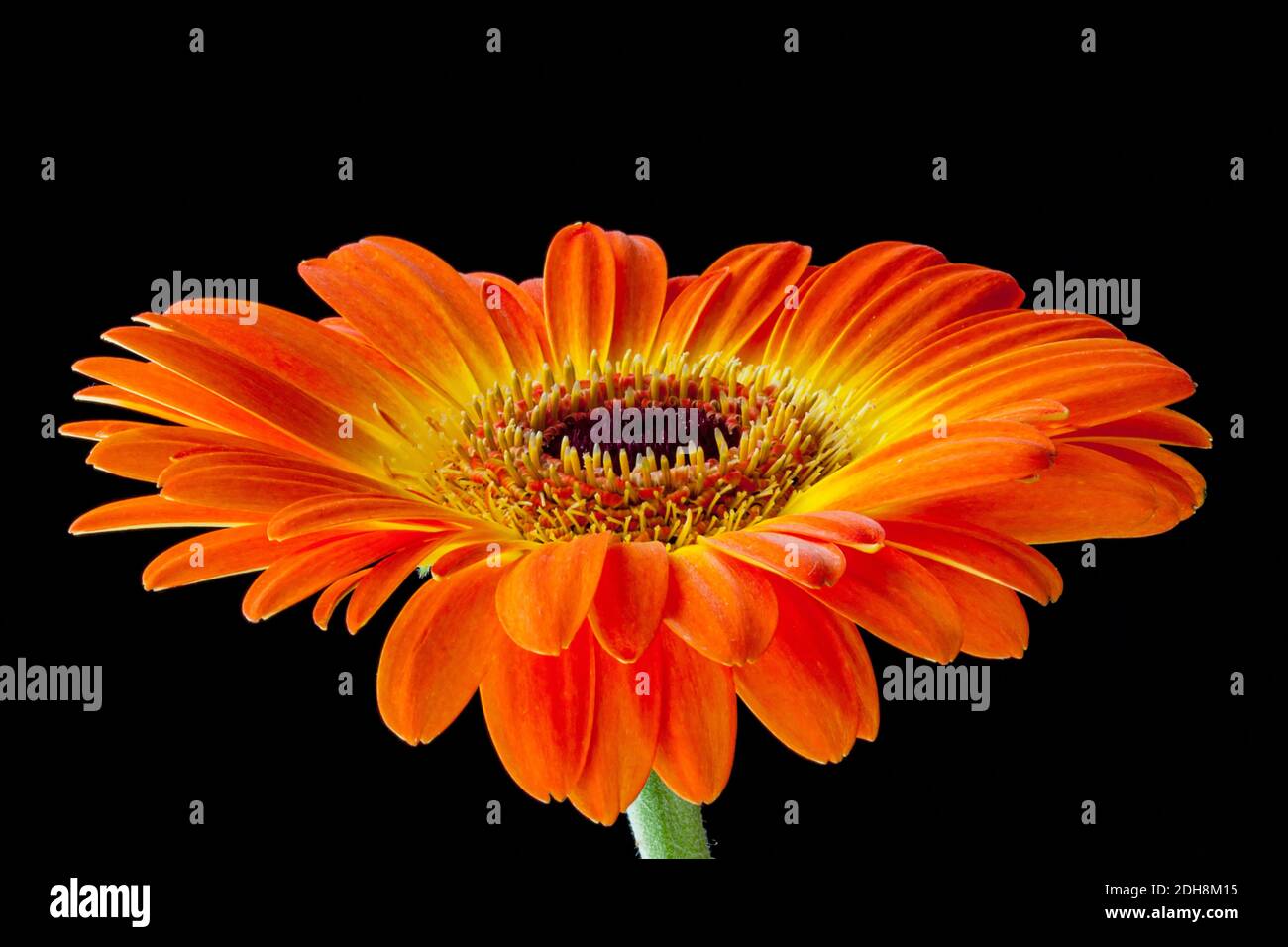 Gerbera, Asteraceae, Studioaufnahme von orangefarbenen Blüten mit Blütenblättern und Staubgefäßen. Stockfoto