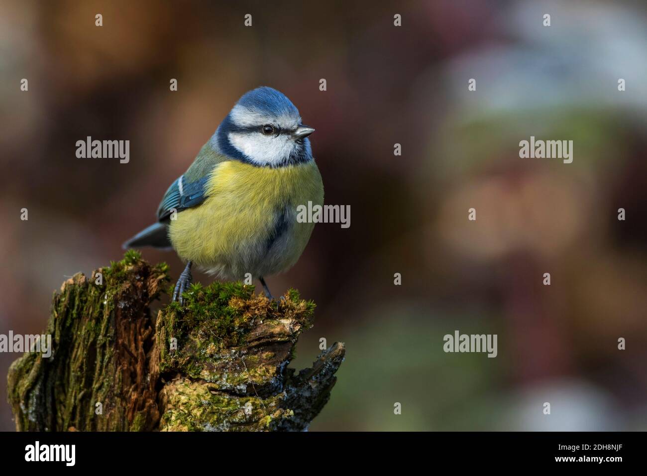 Blaumeise (Cyanistes caeruleus) Stockfoto