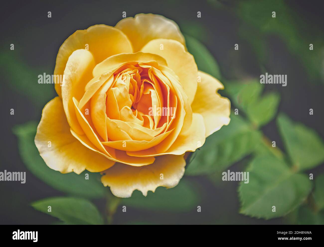 Rose, Rosa, Nahaufnahme der gelben Blume, die im Freien wächst. Stockfoto
