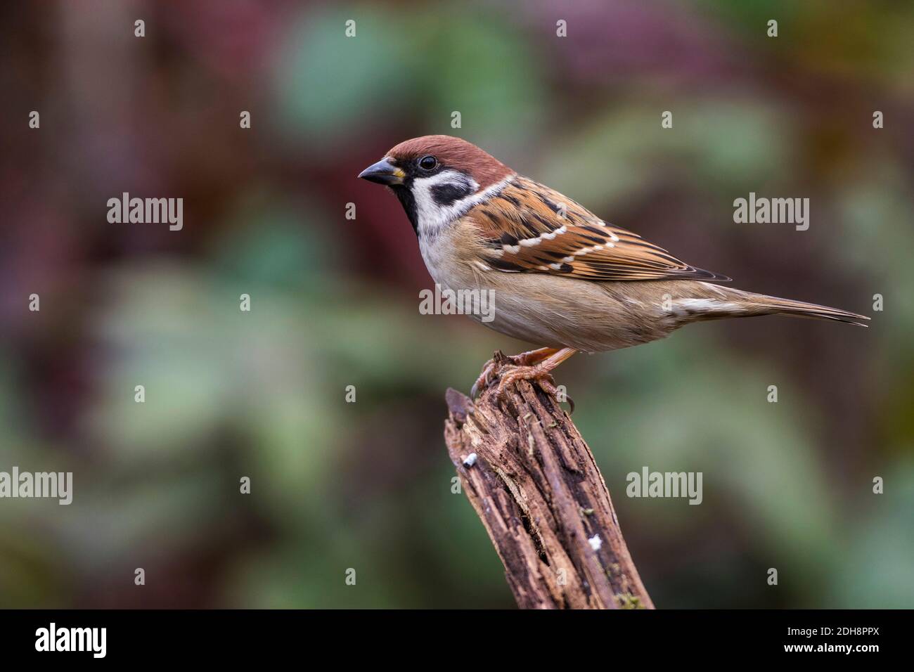 Feldsperling (Passer Montanus) Stockfoto