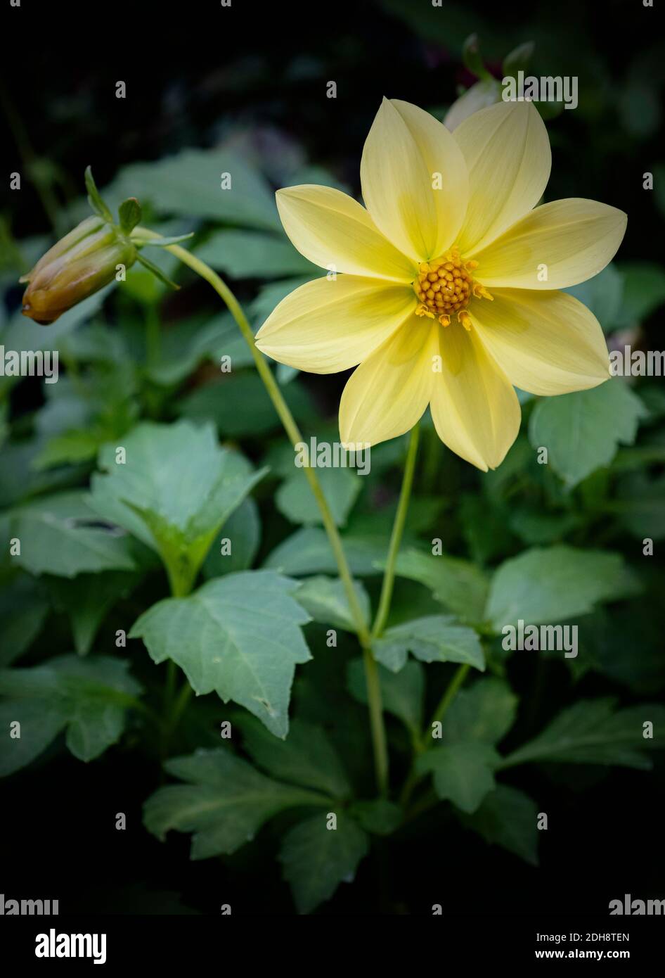 Dahlia, Dahlia Dissecta, gelb gefärbte Blume wächst im Freien. Stockfoto
