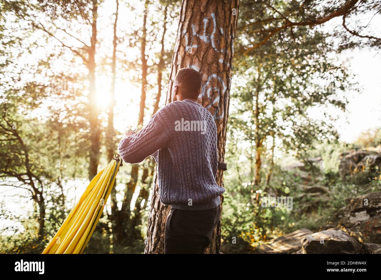 Seitenansicht des Mannes mit Hängematte, der Baumstamm anschaut Im Wald Stockfoto