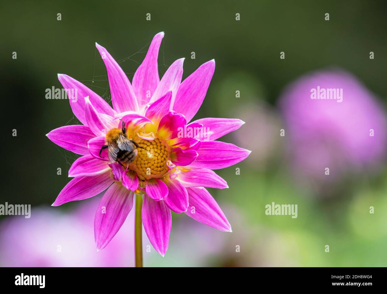 Dahlia, Bumble Biene auf rosa gefärbte Blume wächst im Freien. Stockfoto