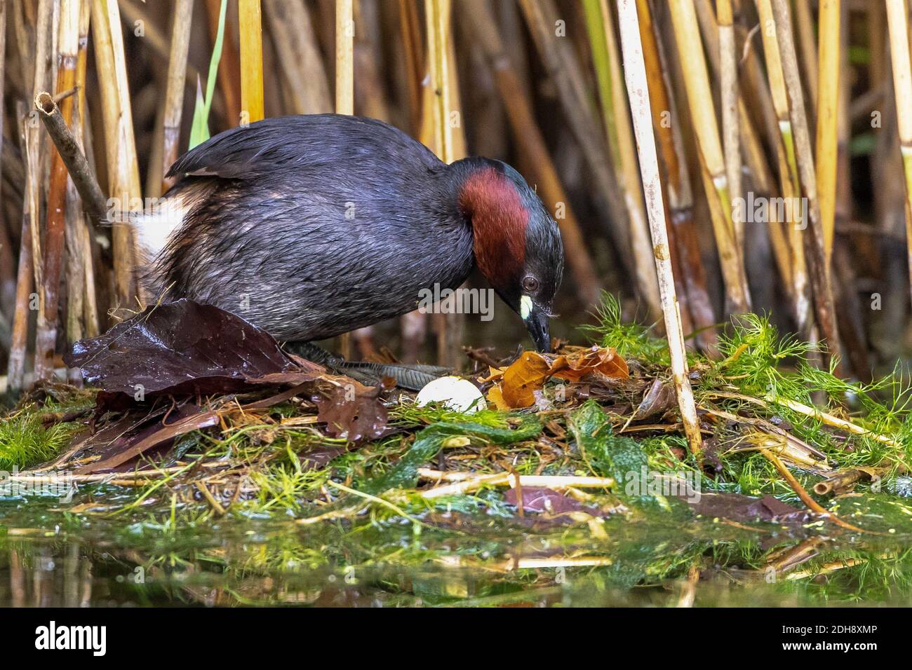 Zwergtaucher (Tachybaptus ruficollis) auf dem Nest Stockfoto