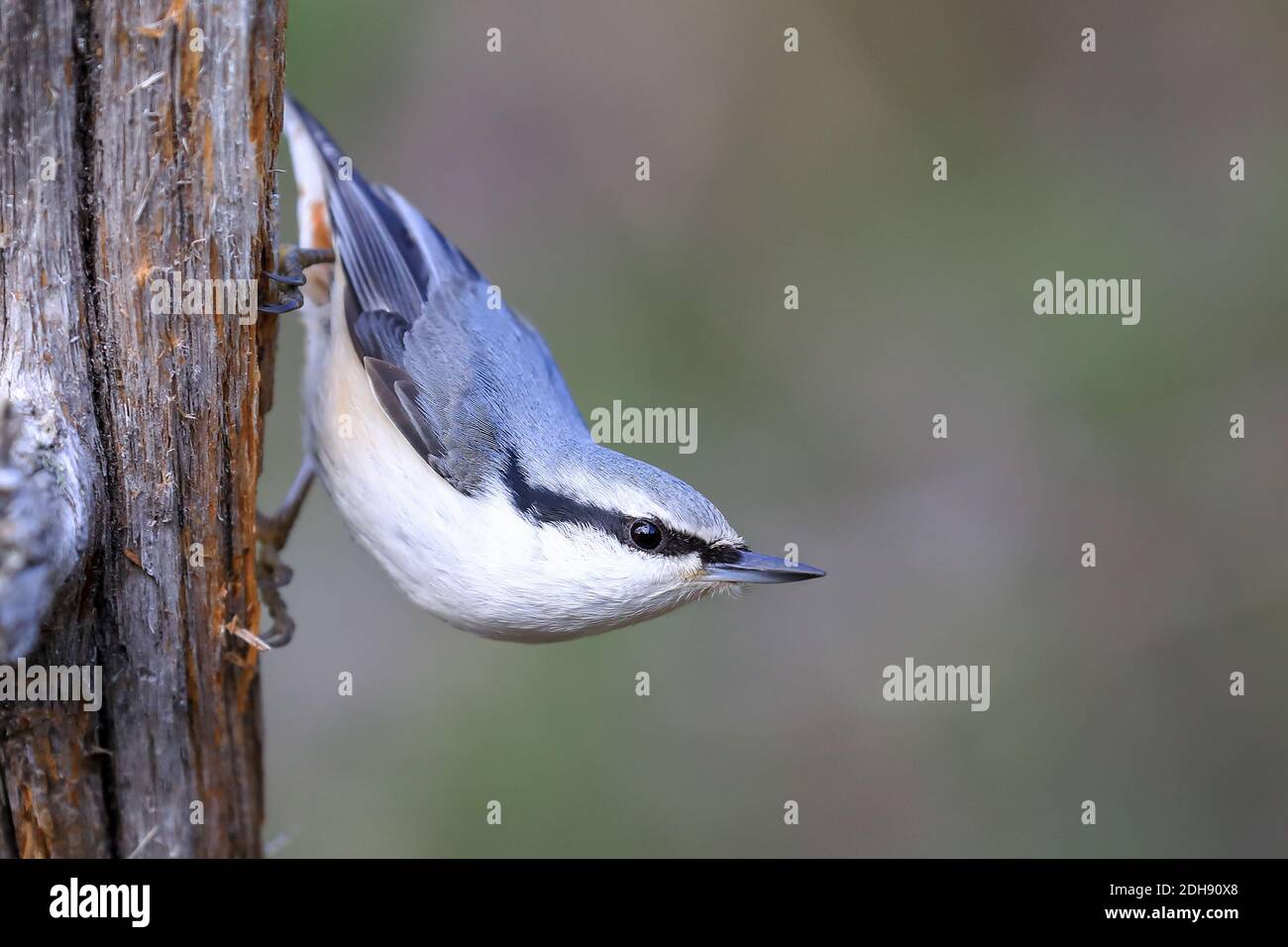 Eurasische Kleiber Stockfoto