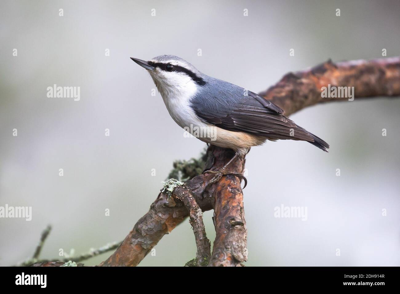 Eurasische Kleiber Stockfoto