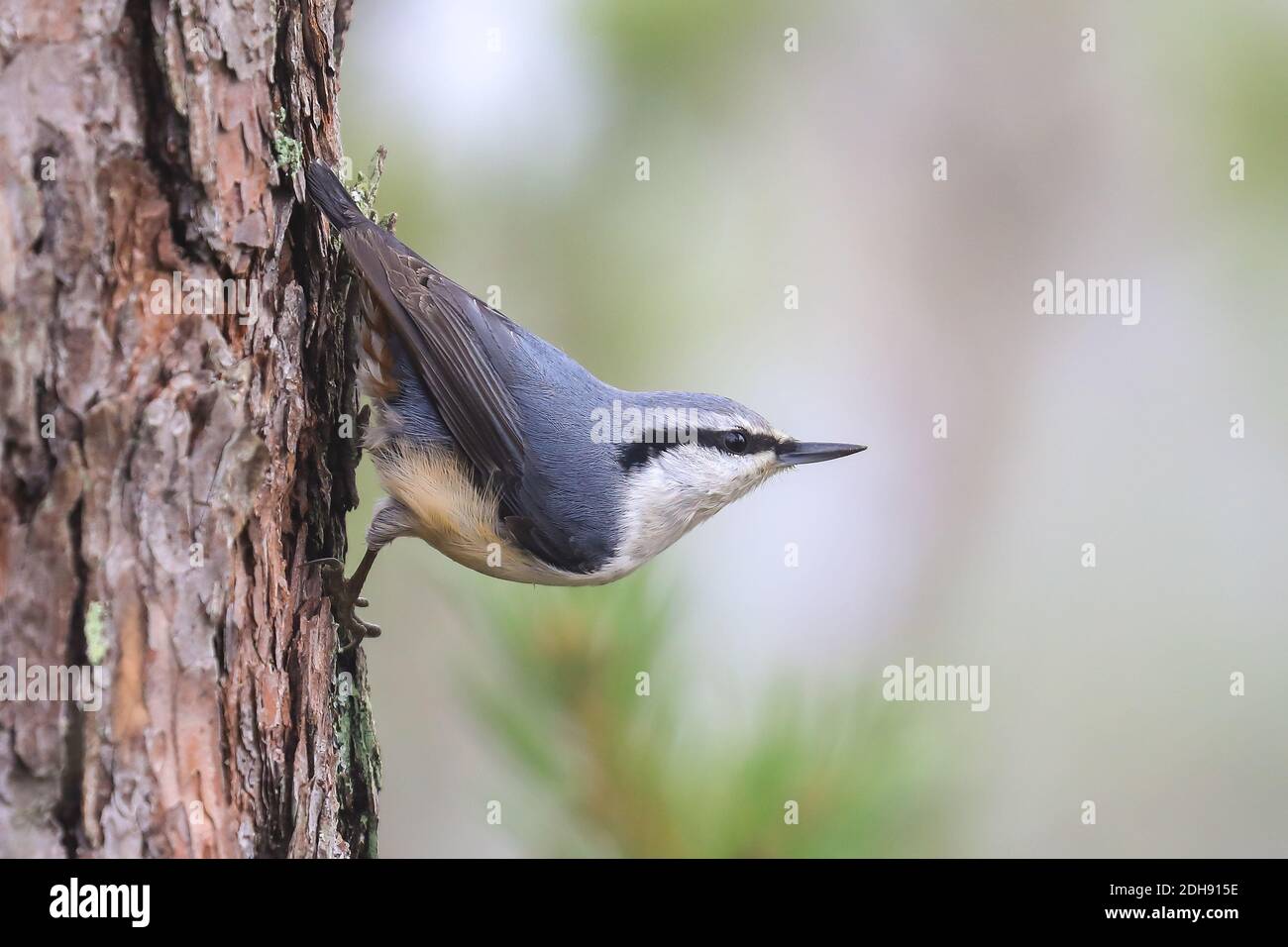 Eurasische Kleiber Stockfoto