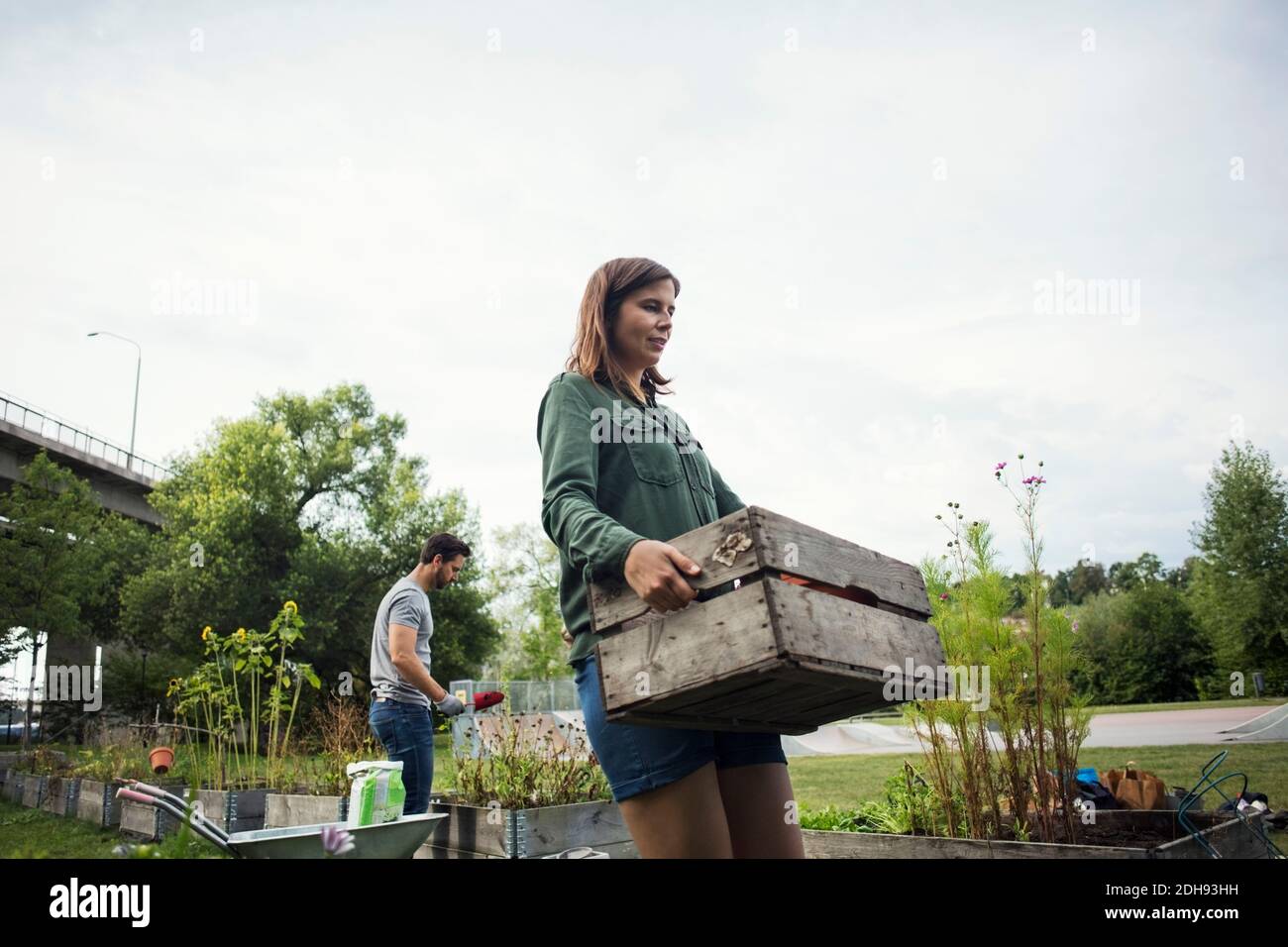 Mittlere Erwachsene Frau trägt Holzkiste, während Mann Pflanzen in Hintergrund im städtischen Garten Stockfoto