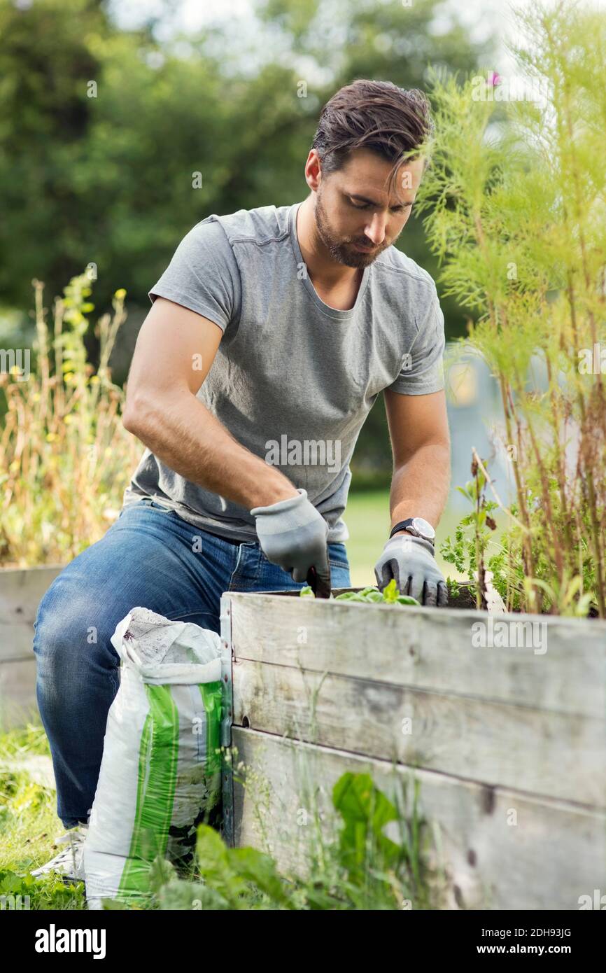 Mittlerer Erwachsener Mann Pflanzen in Gemeinschaftsgarten Stockfoto Mittlerer Erwachsener Mann Pflanzen in Gemeinschaftsgarten Stockfoto