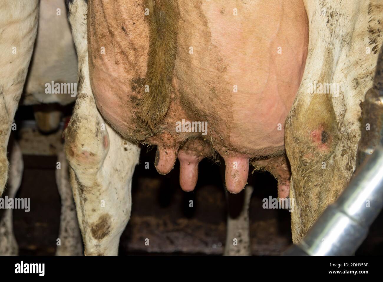 Euter kurz vor dem Melken Stockfoto