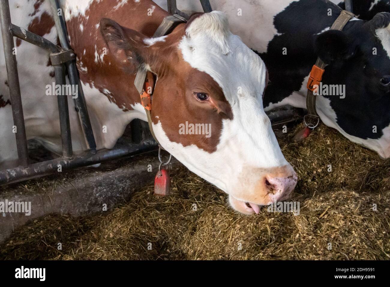 Kuh im Stall Stockfoto