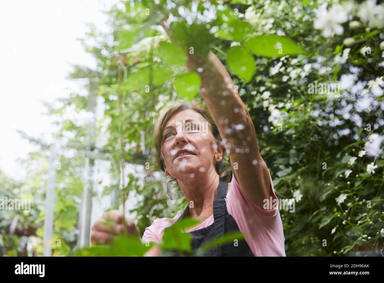 Ältere Gärtnerin analysiert Pflanzen durch Glas im Hof gesehen Stockfoto