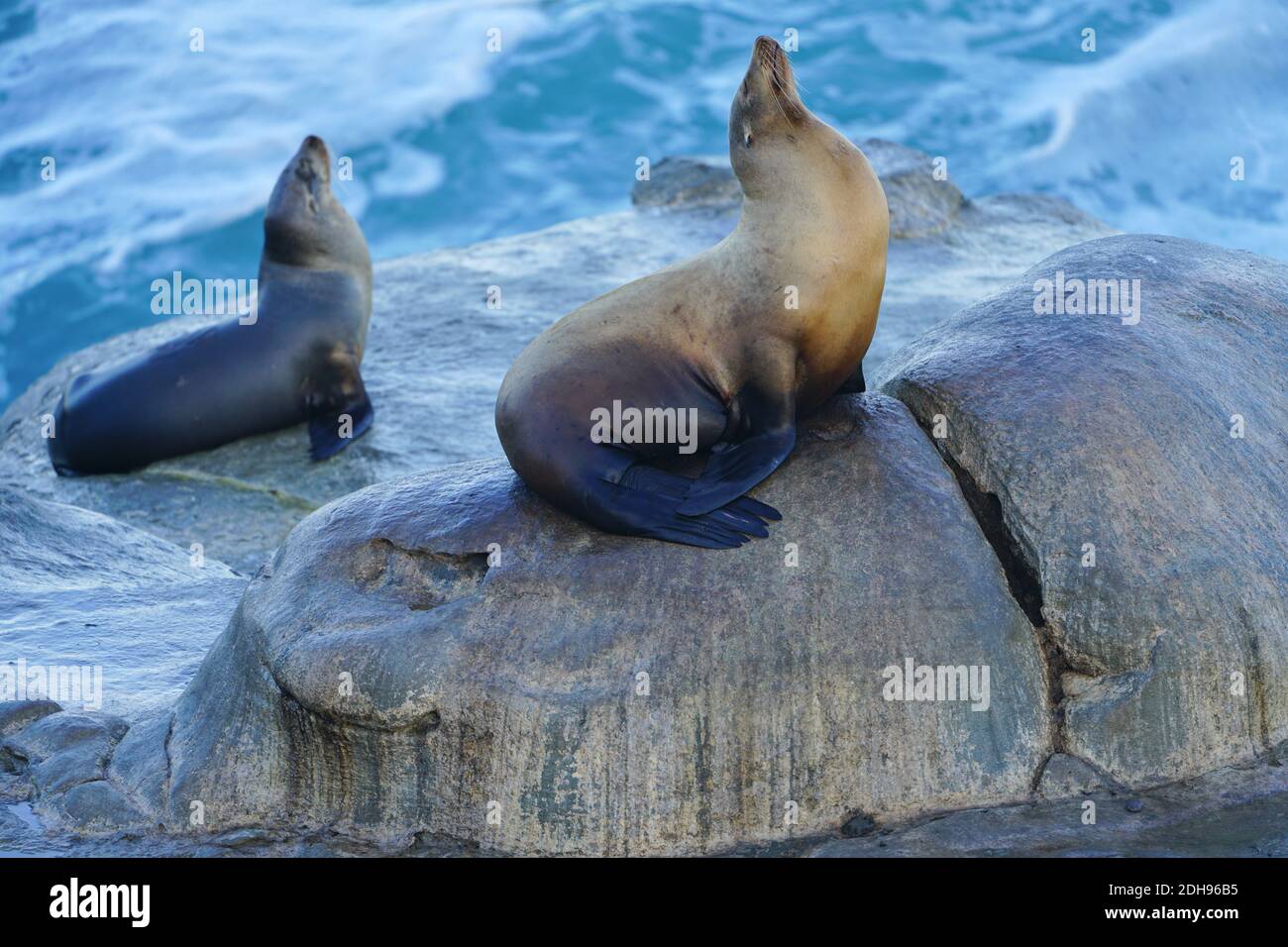 Wilde Robben auf den Felsen in La Jolla, Kalifornien Stockfoto
