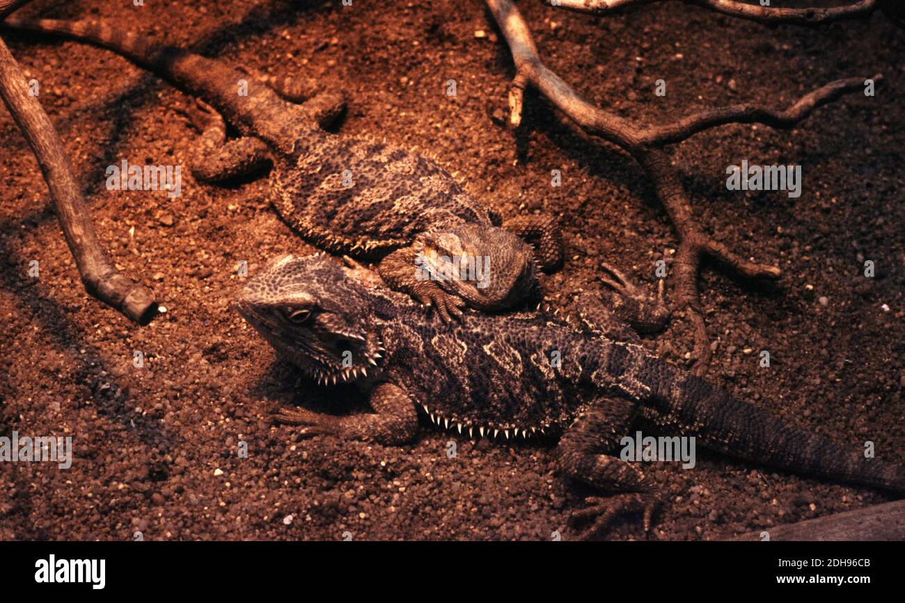 Der östliche bärtige Drache (Pogona barbata), auch bekannt als gewöhnlicher bärtiger Drache oder einfach nur bärtige Eidechse, bei der Sonnenbaden unter Infrarotstrahlen Stockfoto