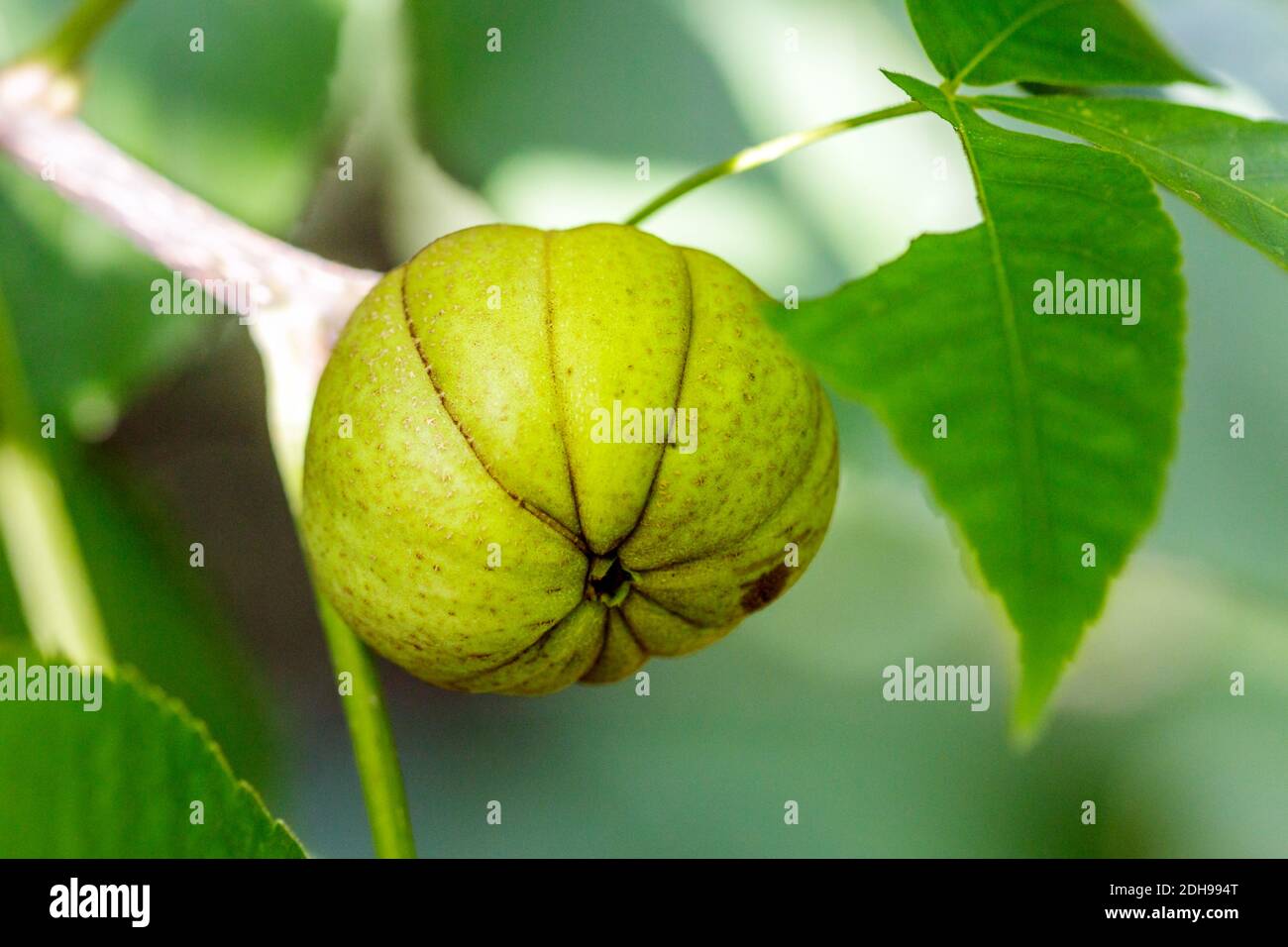 Schindelborkige Hickorynuss (Carya ovata) Stockfoto