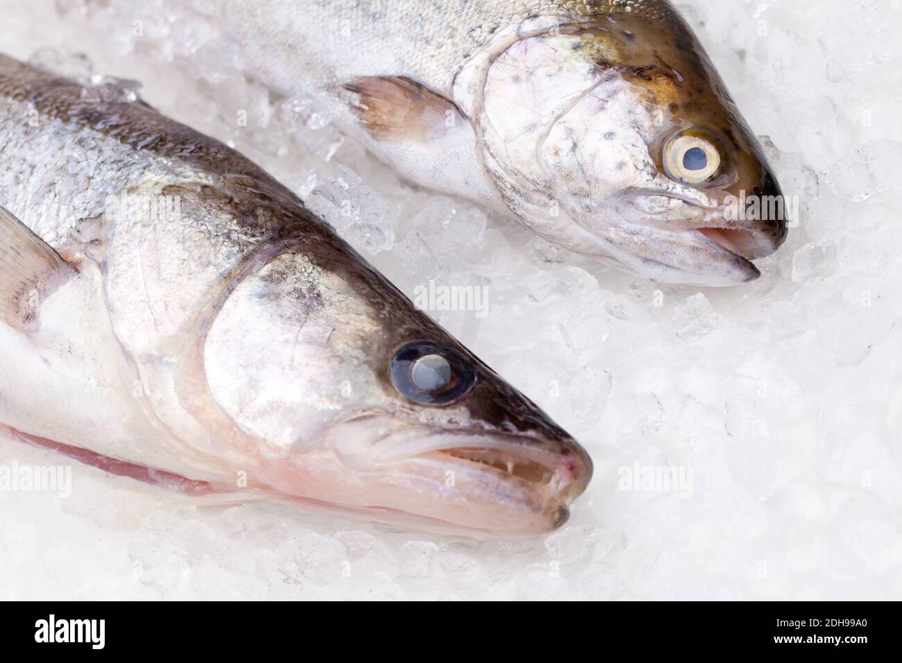Forelle und Zander auf Trockeneis Stockfoto