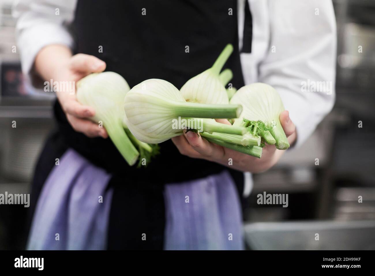 Mittelteil des Küchenchefs hält Fenchelbirnen in der kommerziellen Küche Stockfoto