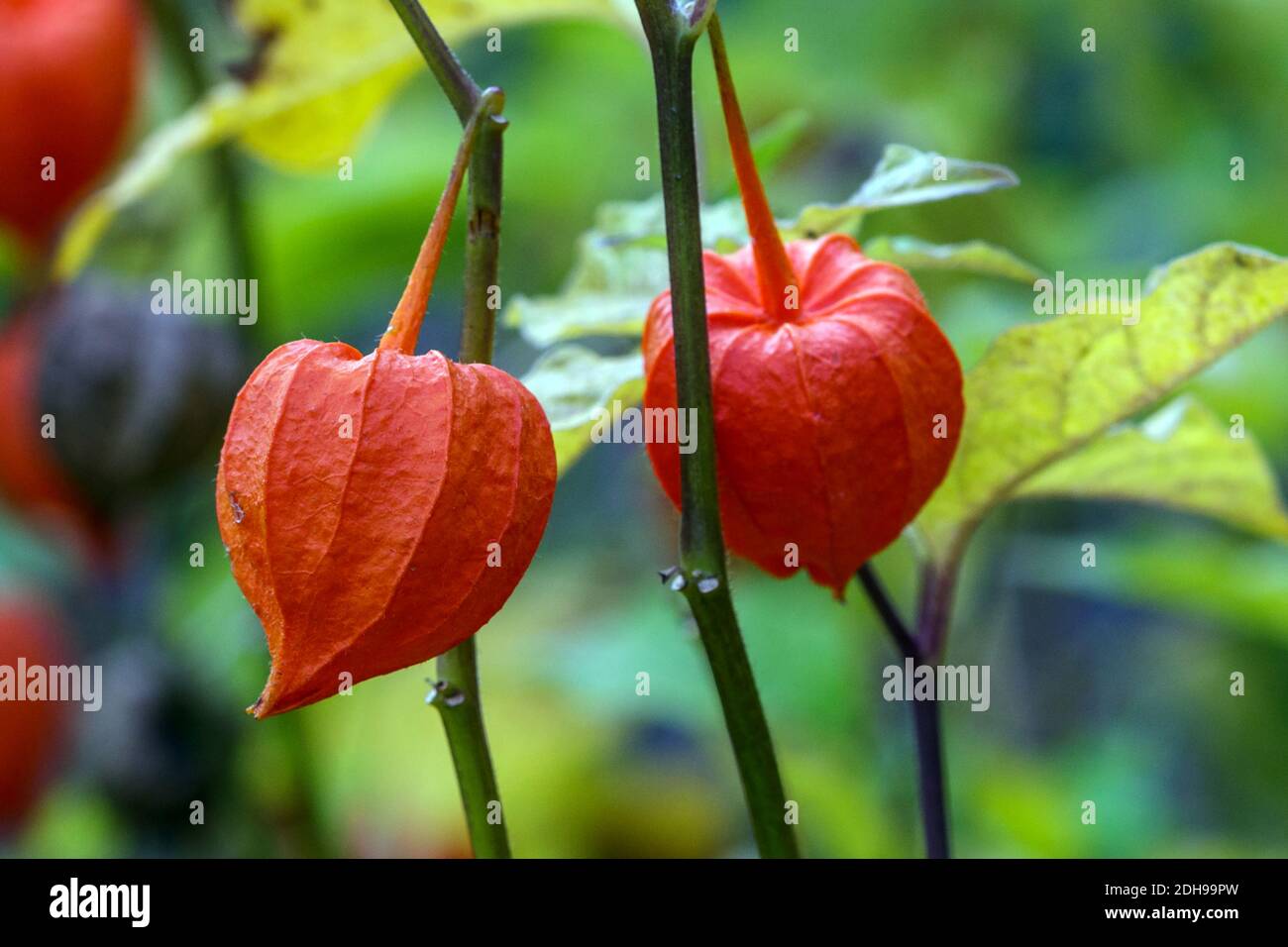 Lampionblume, Laternenpflanze (Physalis alkekengi) Stockfoto