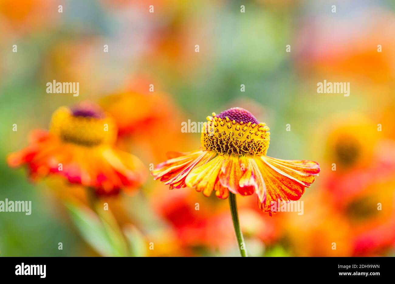 Sneezezeeed, Helenium 'Moerheim Beauty', orange gefärbte Blumen wachsen im Freien. Stockfoto