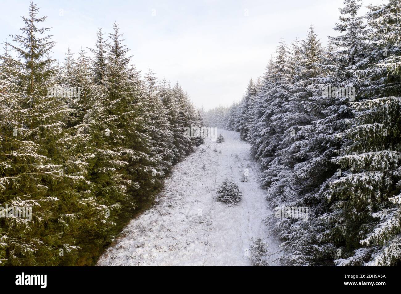 Luftaufnahme eines Waldbrands mit schneebedeckten Bäumen, South Lanarkshire Schottland. Stockfoto