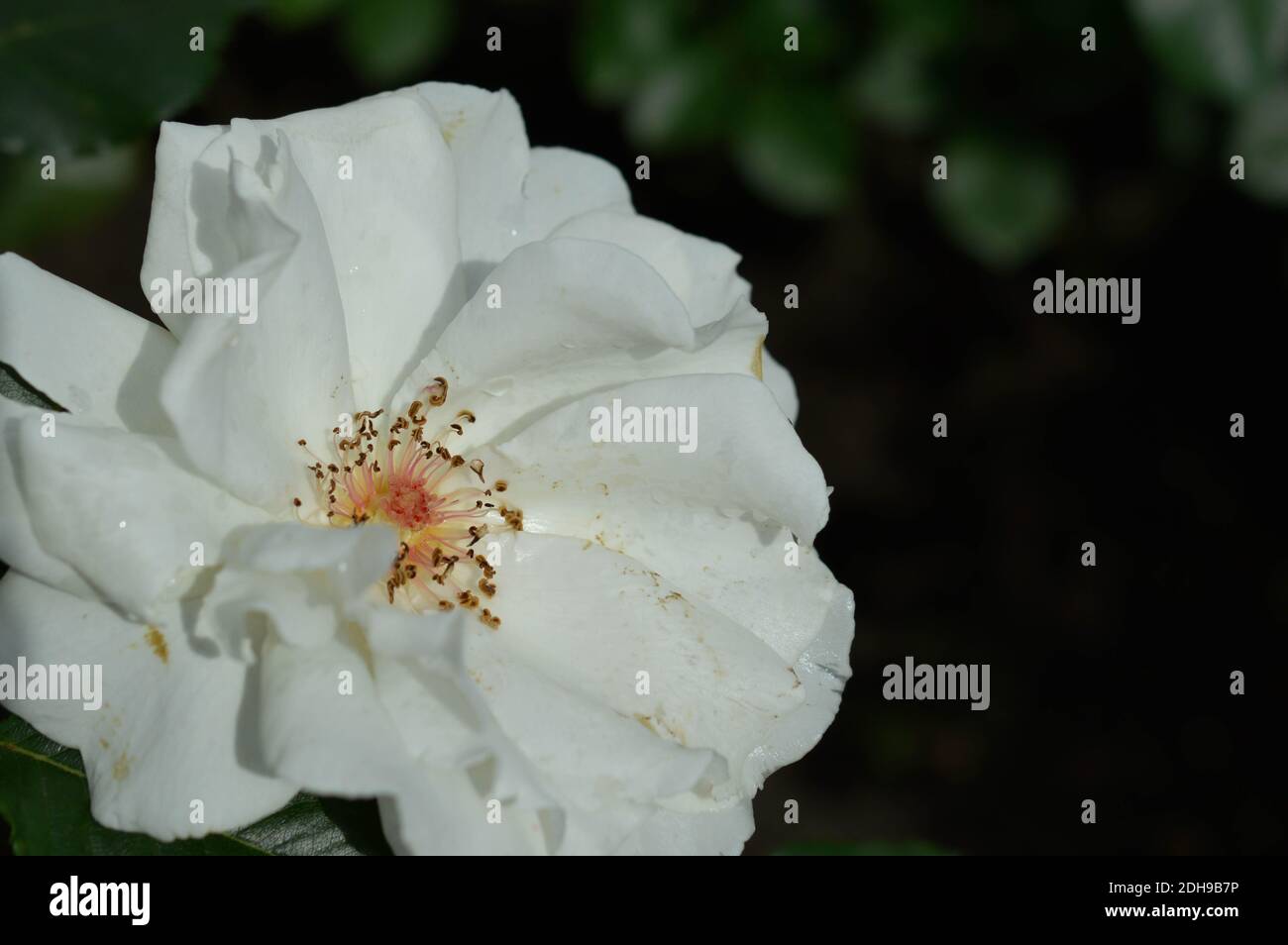 Weiße Rose nach Regen, alte Rose, Blumenkopf aus der Nähe, weiße Blütenblätter Stockfoto