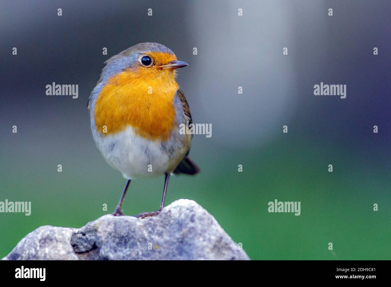 Rotkehlchen (Erithacus Rubecula) Stockfoto