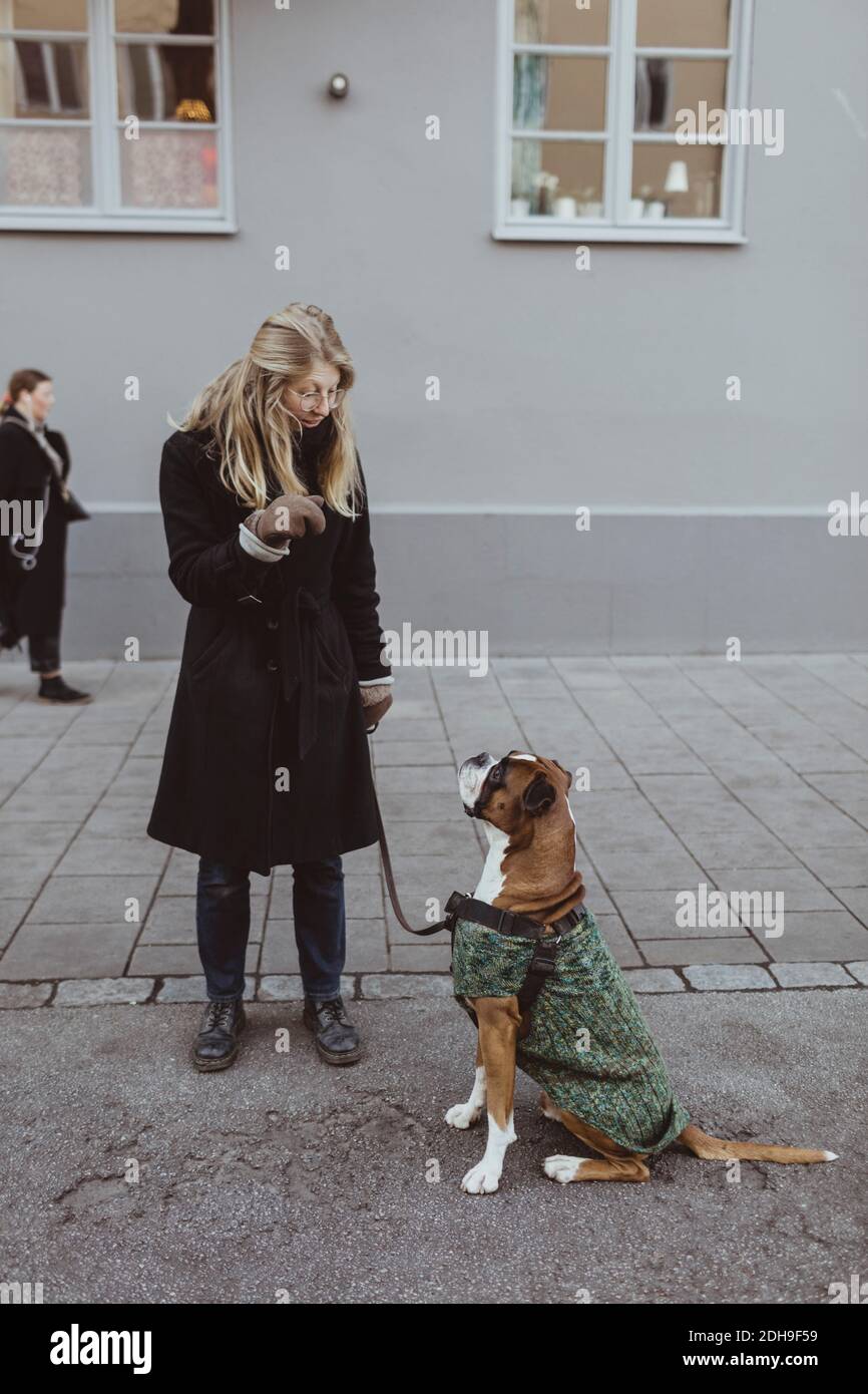 Volle Länge der jungen Frau mit Boxer Hund gegen stehen Gebäude in der Stadt Stockfoto