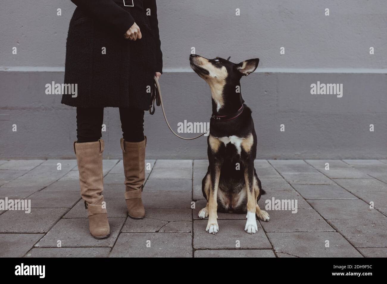 Hund, der auf die weibliche Tierbesitzerin aufschaut, die auf dem Fußweg steht In der Stadt Stockfoto