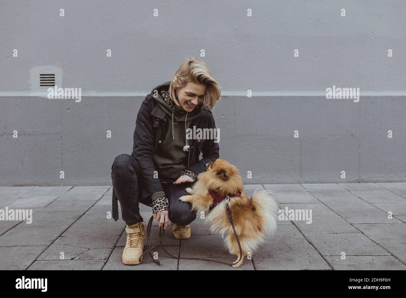 Lächelnde blonde Frau hocken, während sie mit pommerschen Hund gegen spielen Wand Stockfoto