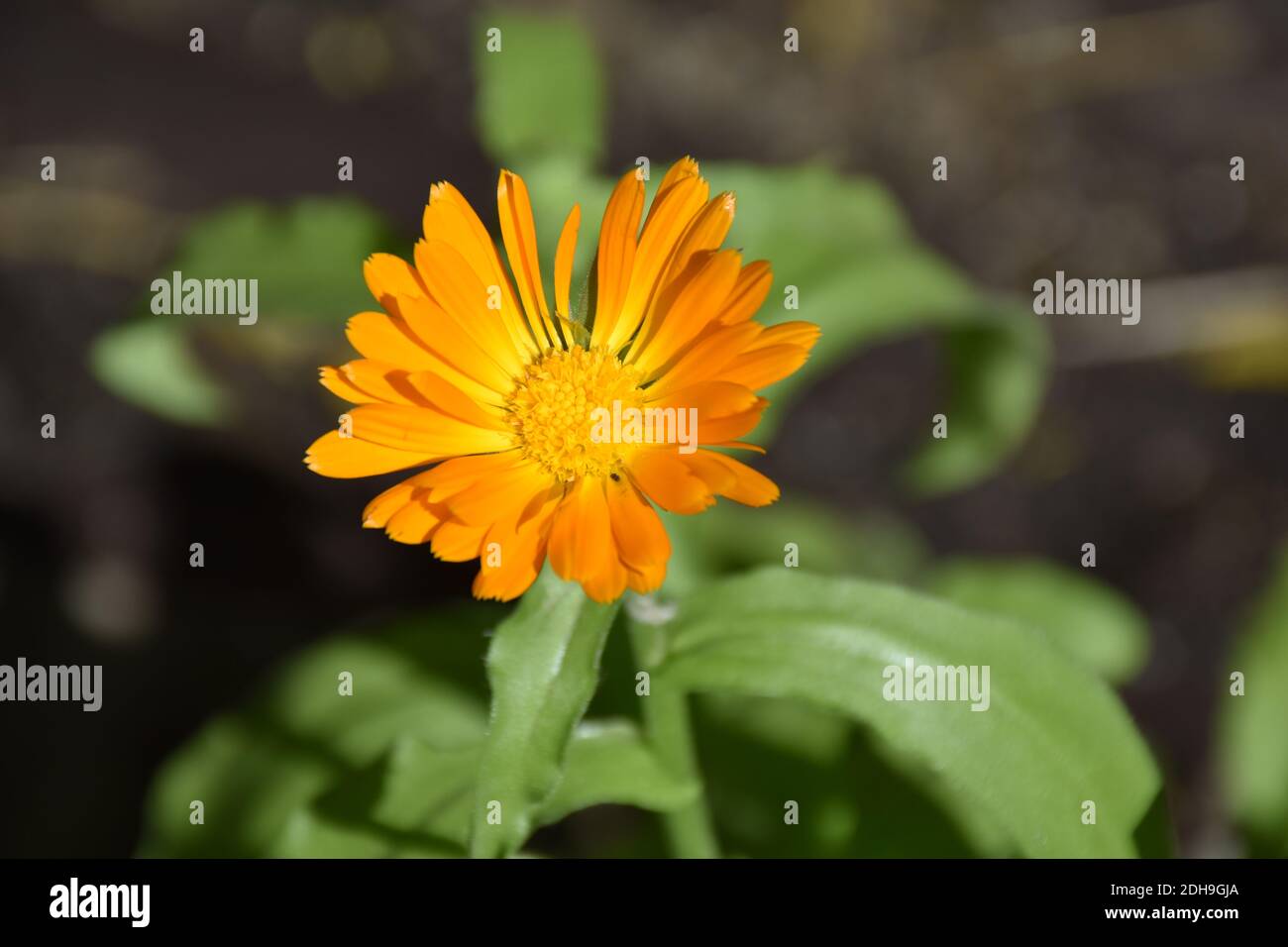 Calendula officinalis Blume von vorne gesehen mit unregelmäßigen Blütenblättern. Stockfoto