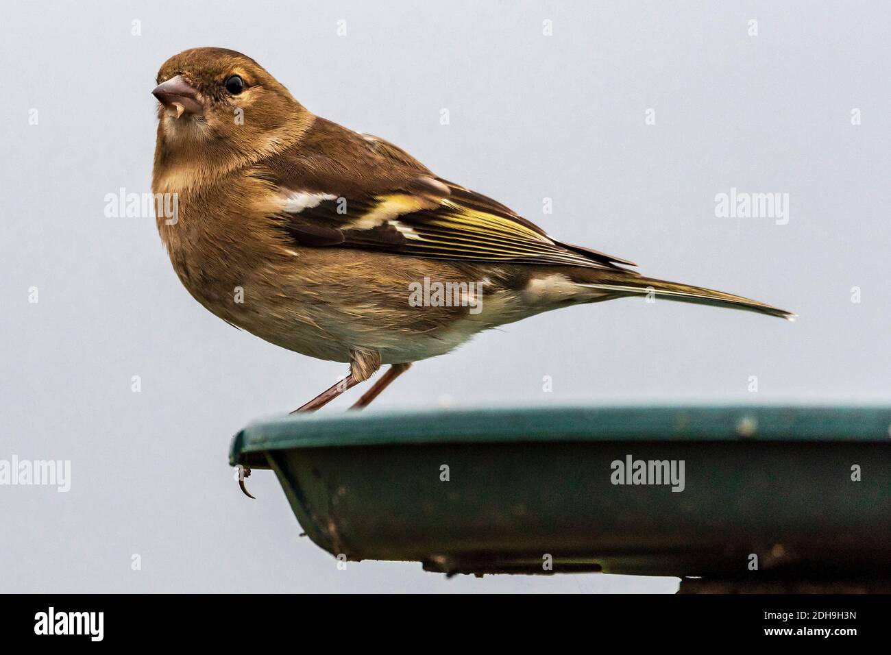 Buchfink. Gemeinsamer Gartenvogel auf einem Vogeltisch. Stockfoto