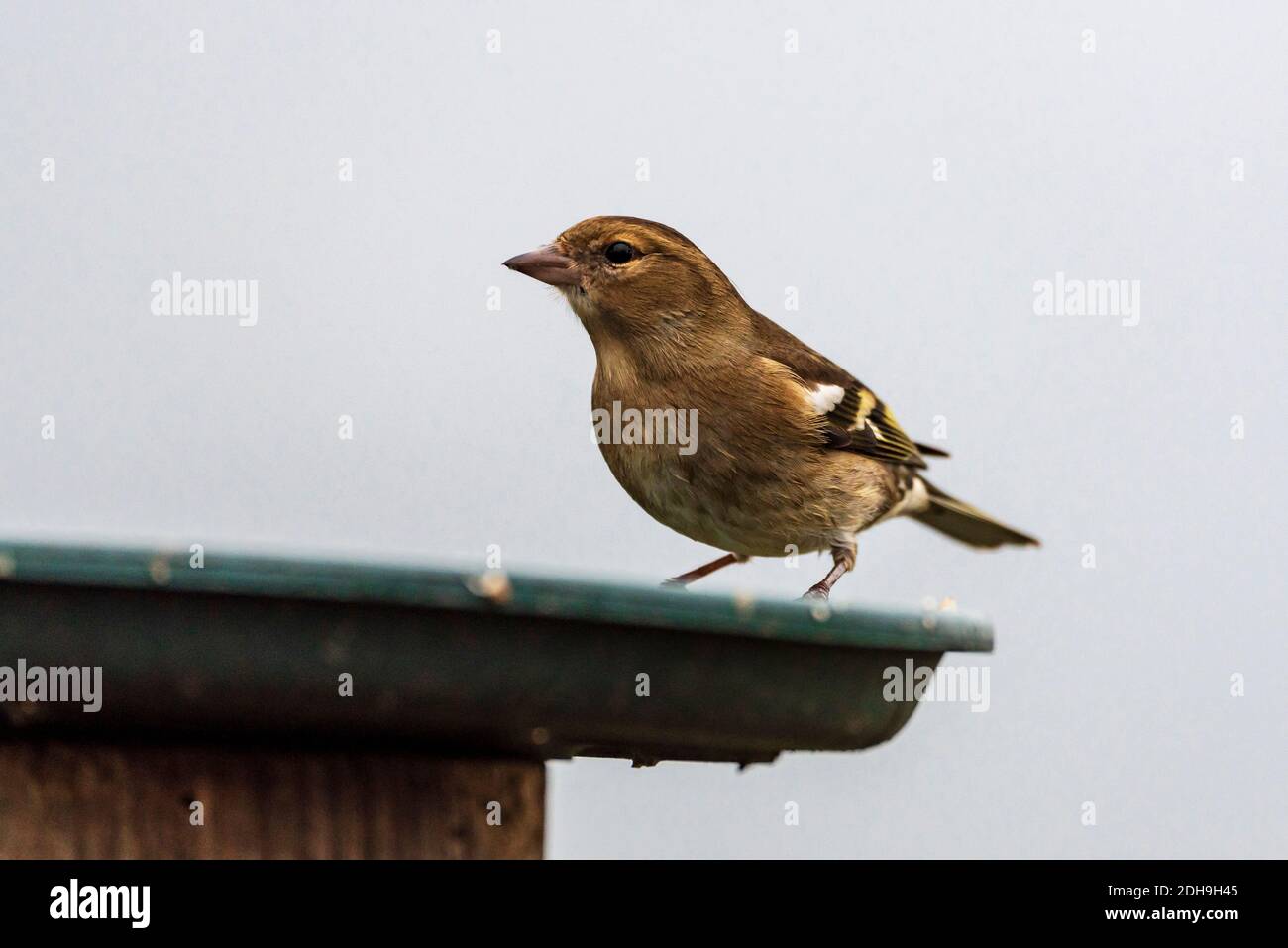 Buchfink. Gemeinsamer Gartenvogel auf einem Vogeltisch. Stockfoto