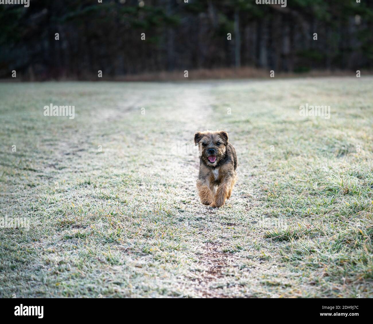 Border Terrier läuft durch eine frostige Landschaft. Stockfoto