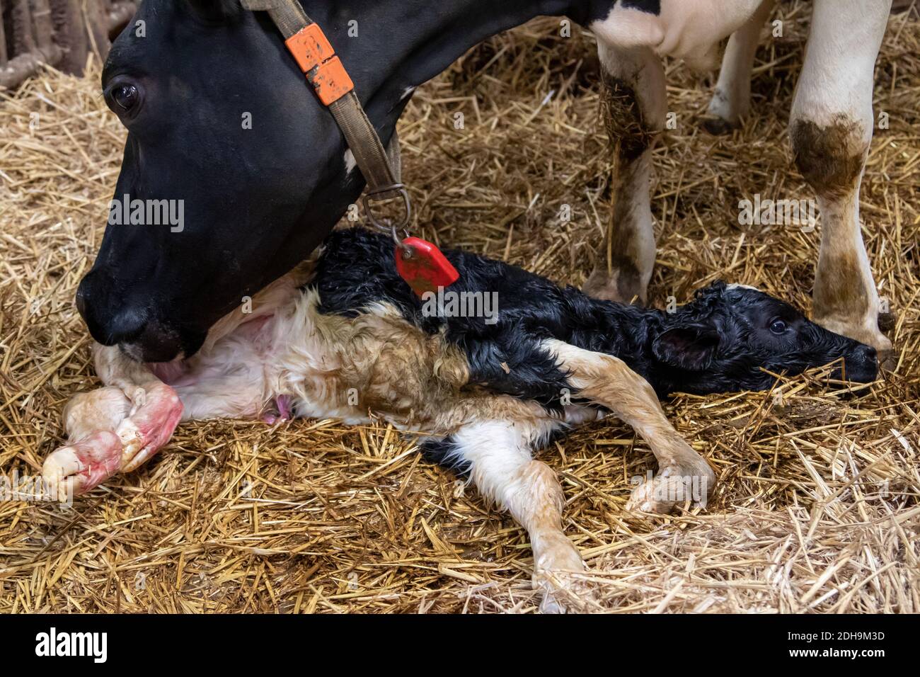 Kalben in den niederlanden Stockfoto