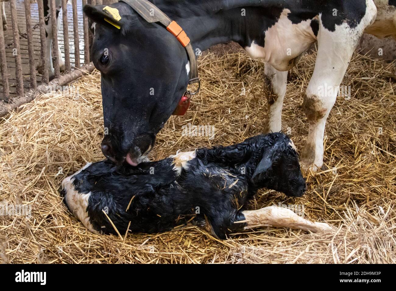 Kalben in den niederlanden Stockfoto