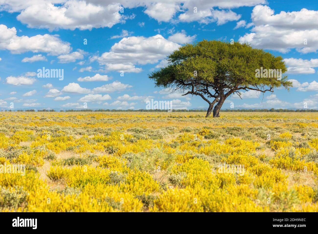 Blühende Kalahari Wüste Südafrika Wilderness Stockfoto