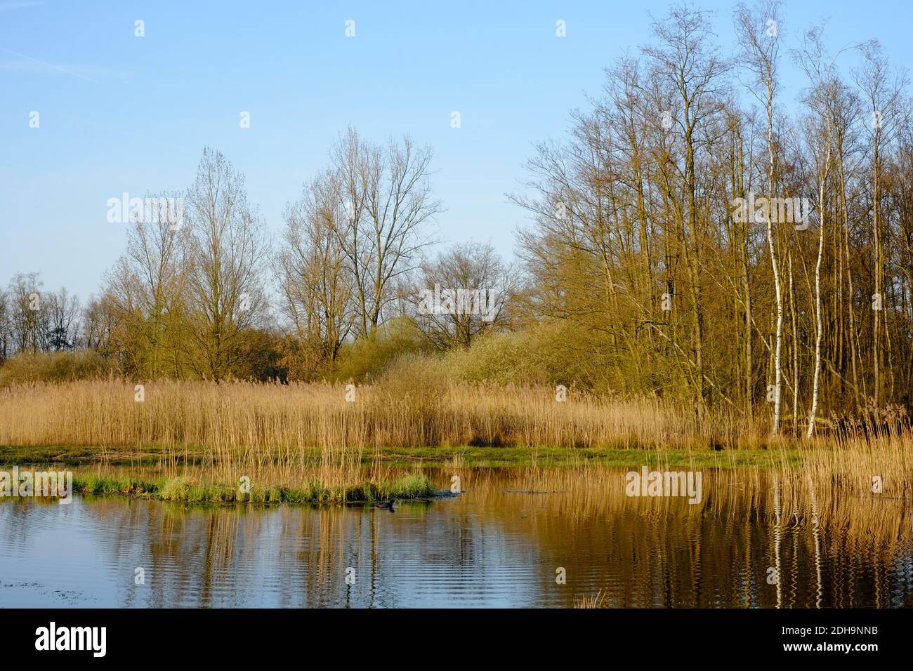 Blick auf einen kleinen Teich in der Mitte Von einem bewaldeten Moor Stockfoto