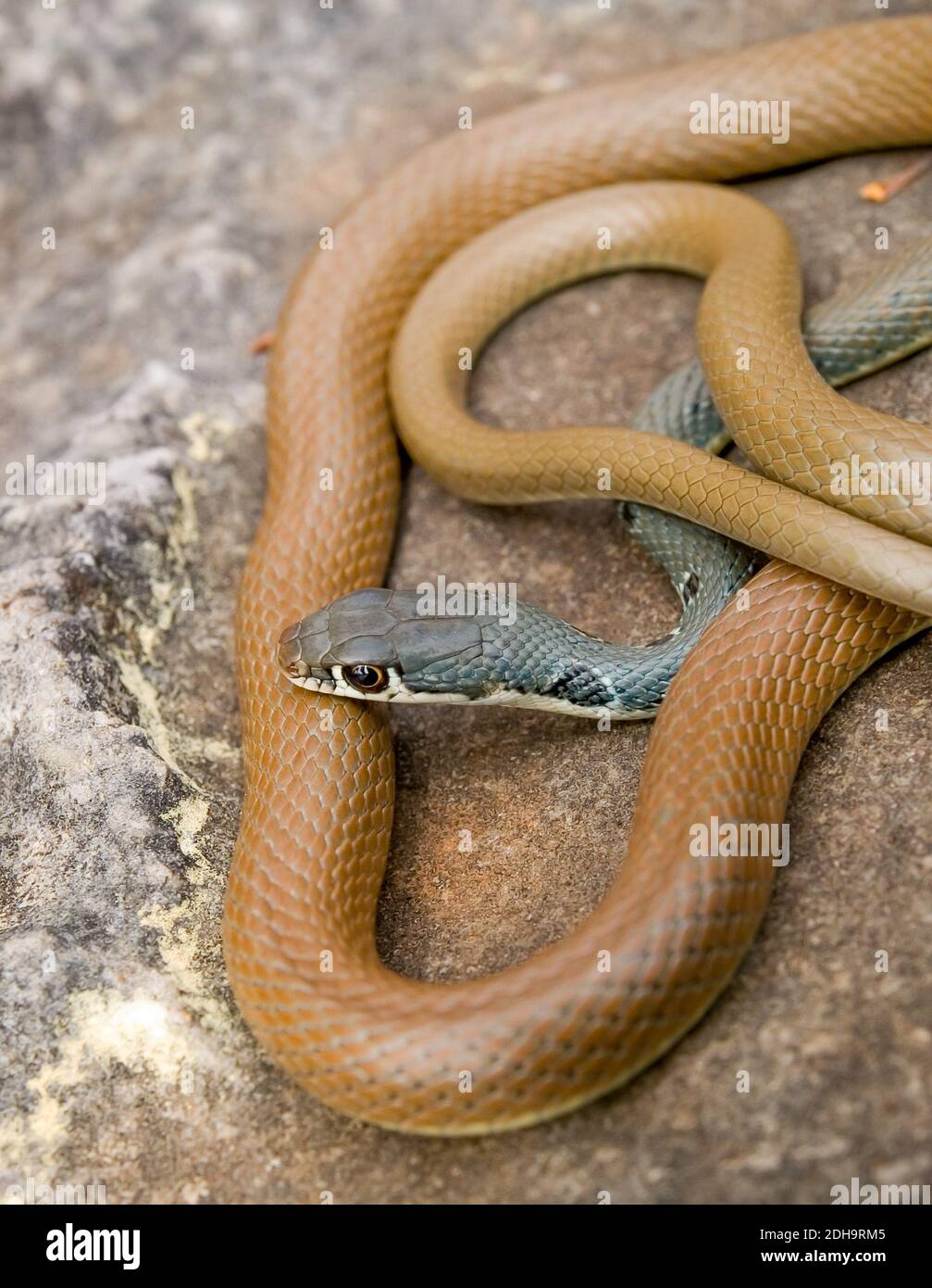 Schlanke Peitsche Schlange, platyceps najadum, ehemalige coluber najadum Stockfoto