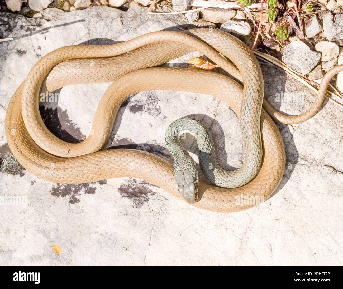 Schlanke Peitsche Schlange, platyceps najadum, ehemalige coluber najadum Stockfoto