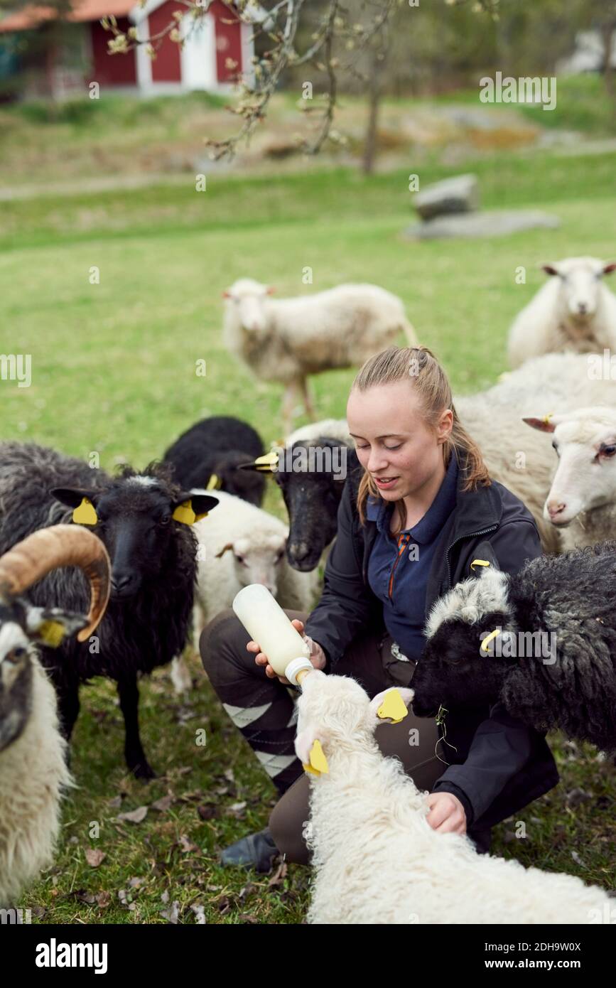 Junge Frau, die Milch zu Schafen aus der Flasche auf dem Feld füttert Stockfoto